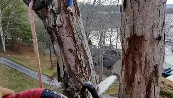 Tree Removal for Complete Care in Cumberland Gap, TN