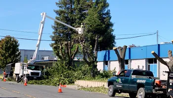 Tree Removal for Lalo's Tree Service in Willows, CA