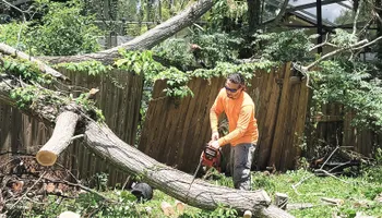 Tree Trimming for Highlife Tree Care And Landscaping in Altamonte Springs, FL
