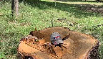 Tree Removal for Alford’s Tree and Stump Services LLC in Lake City, FL