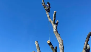 Tree Removal for Revival Tree Management in Chattanooga, TN