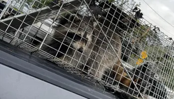 Hogs for North Brevard Wildlife Solutions in Mims, FL