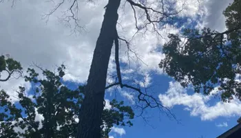 Tree Removal for Ramirez Tree Care in Pontiac, Michigan