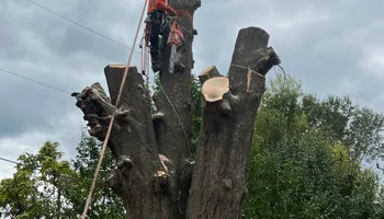 Tree Removal for Thompson Tree Climbers, LLC in Lexington, SC