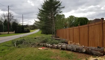 Tree Removal for Rush Tree Specialist in Knoxville, TN