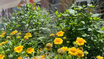 Erosion Control / Water Management for Christina King Landscape Design in Raleigh, NC