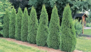 Softscaping Design & Installation for Mulch & Dig in West Bloomfield Township, MI