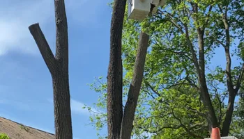 Tree Removal for Gray's Tree Service  in Shenandoah County, VA