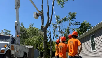 Tree Removal for Ross Family Tree Service LLC  in Hohenwald, TN