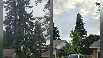 Tree Removal for Family Tree & Landscape LLC in Aurora, CO
