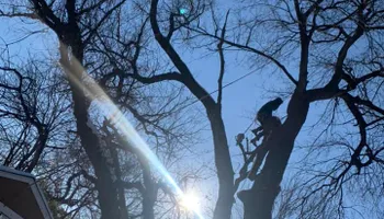 Tree Removal for Ramirez Tree Care in Pontiac, Michigan