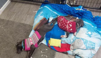 Bath for Curbside Clips Mobile Grooming in Roachdale, Indiana