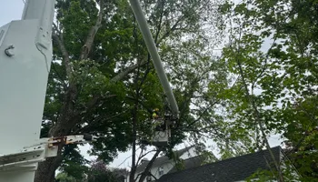 Tree Services for Hennessey Tree & Landscape LLC in Oxford,  CT 