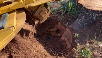 Tree Removal for J&M Stump Grinders LLC in Douglasville, GA