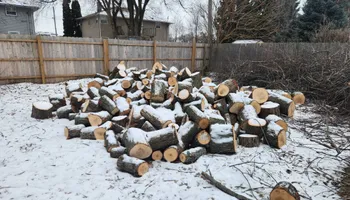 Tree Removal for Canopy Tree Service in Kenosha, WI