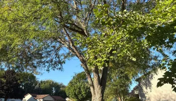 Tree Removal for Fransen's Tree Service  in Freeport, IL