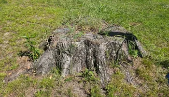 Stump Grinding for Anchor & Grind Stump in Chesapeake, VA