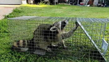 Armadillo Control for Toppers Wildlife Removal in Garland, TX