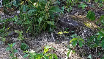 Wildlife & Hunting Property Management for Bluffside Forestry in Cedar Rapids, IA