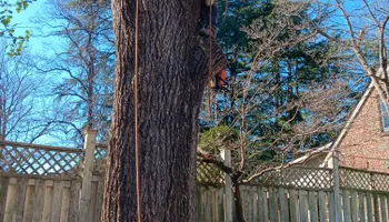 Tree Removal for The Webster Tree Service in Danville, VA