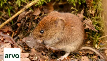 General Pest Control for Arvo Pest Control in Sandy, UT
