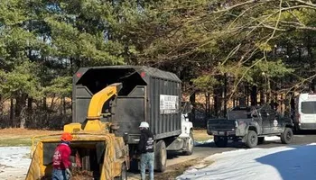 Tree Removal for Williams Tree Service LLC in Indianapolis, IN