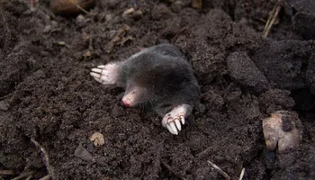 Residential Wildlife Control for Topper's Wildlife Removal in Garland, TX