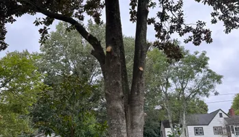 Tree Removal for Tucker's Tree Service and Stump Grinding in Lugoff, SC