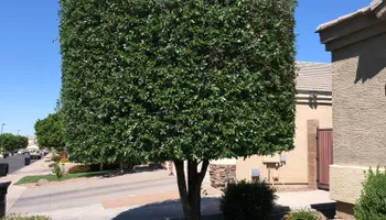 Shrub Trimming for Revolution Landscape Construction in Mesa, AZ