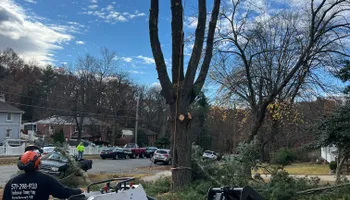 Tree Trimming for DIAZ TREE in Stafford, VA
