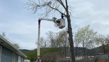 Tree Removal for Revival Tree Management in Chattanooga, TN