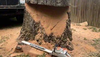 Tree Removal for Tree Fellers in Sumner County, TN