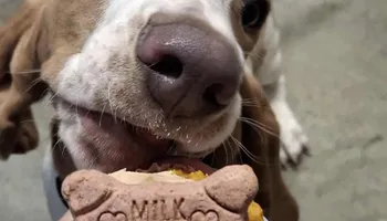 Bath for Curbside Clips Mobile Grooming in Roachdale, Indiana
