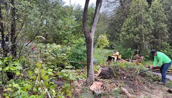 Tree Removal for Green In Green Out Tree Services in Westbrook, ME