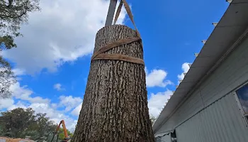 Tree Removal for Near Me Tree Service, Inc. in DeLand, FL
