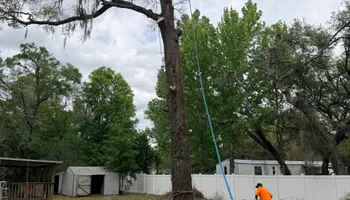 Tree Pruning and Trimming for All Around Guys Tree Service in Ocala, FL