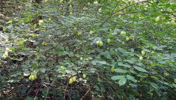 Wildlife & Hunting Property Management for Bluffside Forestry in Cedar Rapids, IA