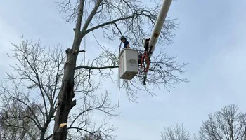 Tree Removal for Revival Tree Management in Chattanooga, TN