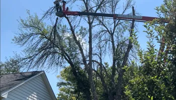 Tree Removal for Dittmer Tree Service in Davenport, IA