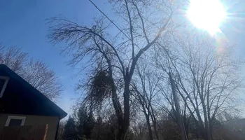 Tree Removal for K and Z Tree Care in Andover, MN