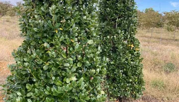 Plant Sales for S&R Landscaping and Nursery in Charlotte, NC