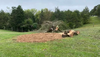 Tree Removal for Houtz Tree Service in Lexington, KY