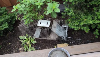 Residential Wildlife Control for Topper's Wildlife Removal in Garland, TX