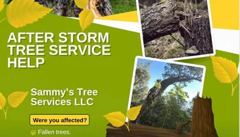 Tree Removal for Sammy's Tree Services in Sacramento, CA