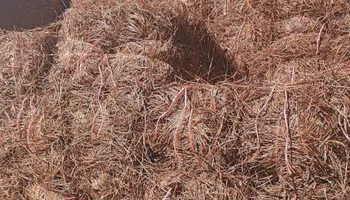 Pinestraw for BAM Another Pinestraw Lot in Flowery Branch, GA