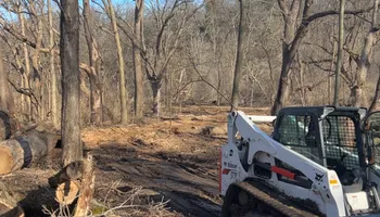 Tree Removal for Fransen's Tree Service  in Freeport, IL