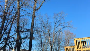 Tree Trimming for DIAZ TREE in Stafford, VA