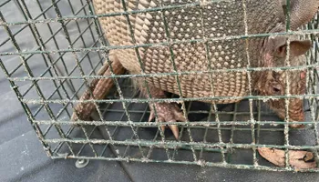 Hogs for North Brevard Wildlife Solutions in Mims, FL