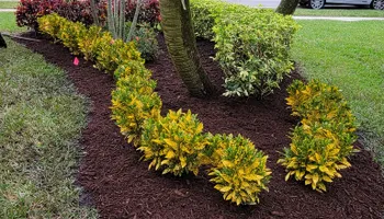 Tree Trimming & Removal for L & J Palm Tree & Lawn Care Services in Jupiter, FL