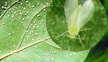 Pricing for Kathleen's Lawn & Shrub Care in Augusta, GA